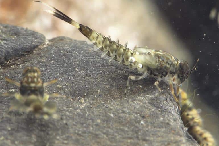 Stonefly, Mayfly and Caddisfly nymphs (Fumihiko Hirai) VNV Vliegvissen